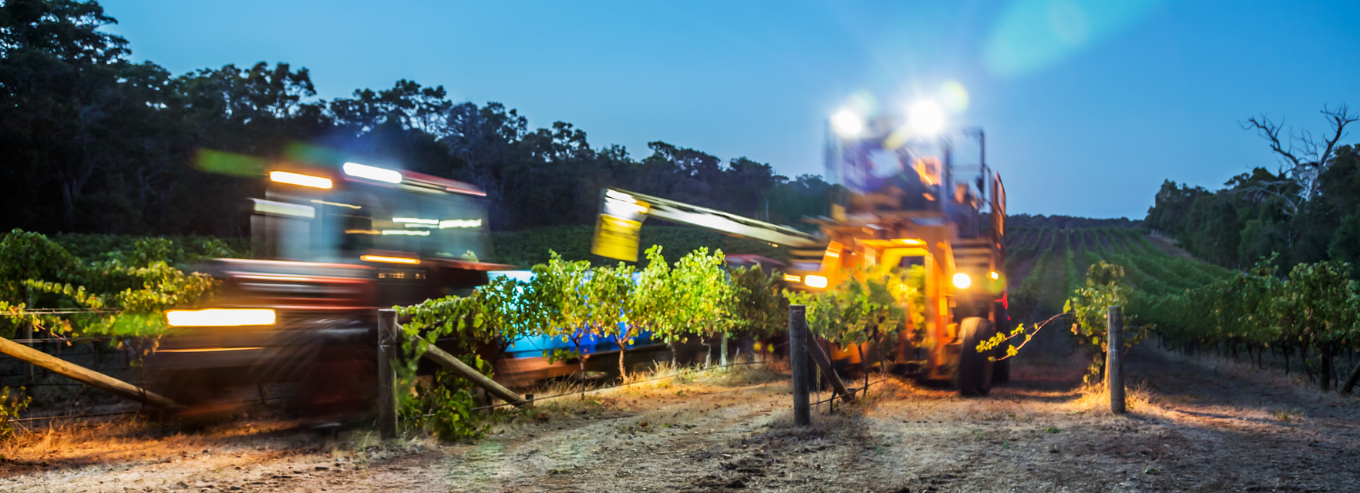 Harvesting grapes at night